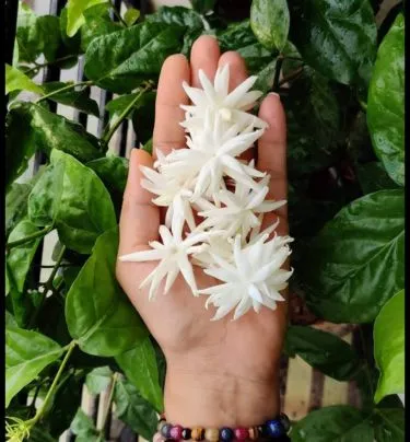 Reiki Training in Surat